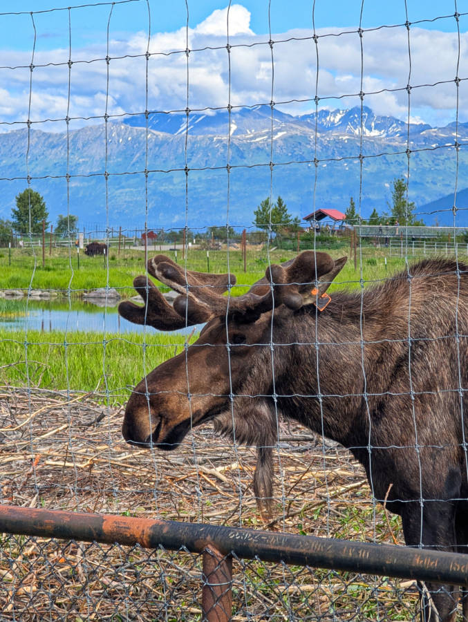 Bull Moose at Alaska Wildlife Conservation Center Girdwood Alaska