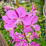 Fireweed in Community Garden at Palmer Art and History Museum Palmer Alaska