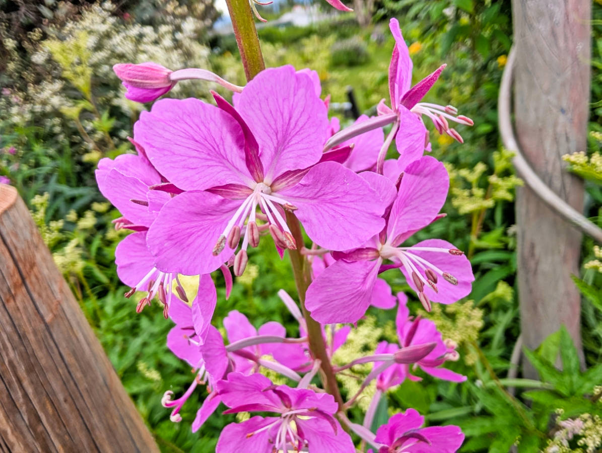 Fireweed in Community Garden at Palmer Art and History Museum Palmer Alaska