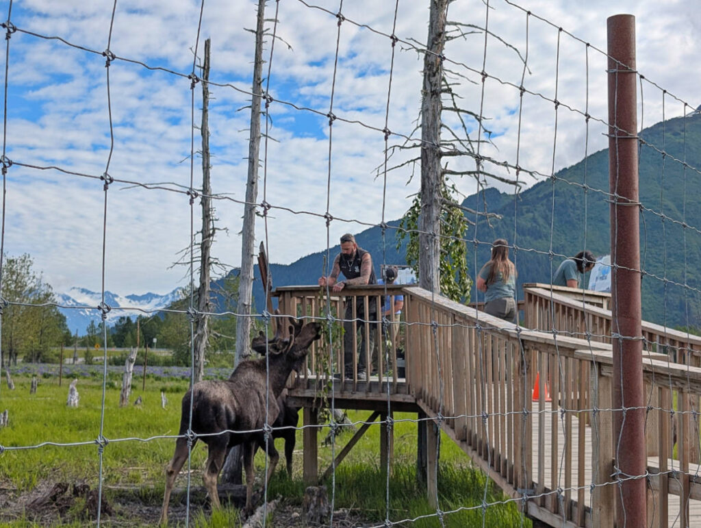 Guests with Moose at Alaska Wildlife Conservation Center Girdwood Alaska