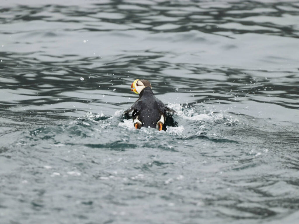 Horned Puffin in Kenai Fjords National Park Alaska