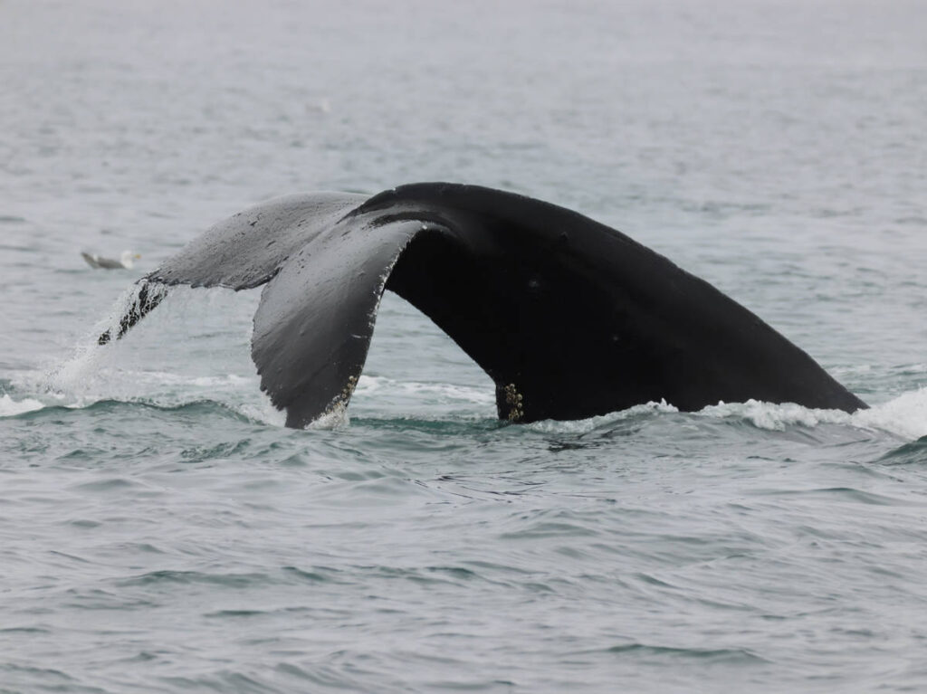 Humpback Whale Fluke in Kenai Fjoards National Park Alaska