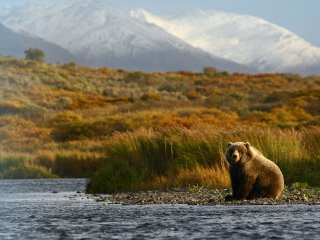 Kodiak Brown Bear on shore of Kodiak Island Alaska