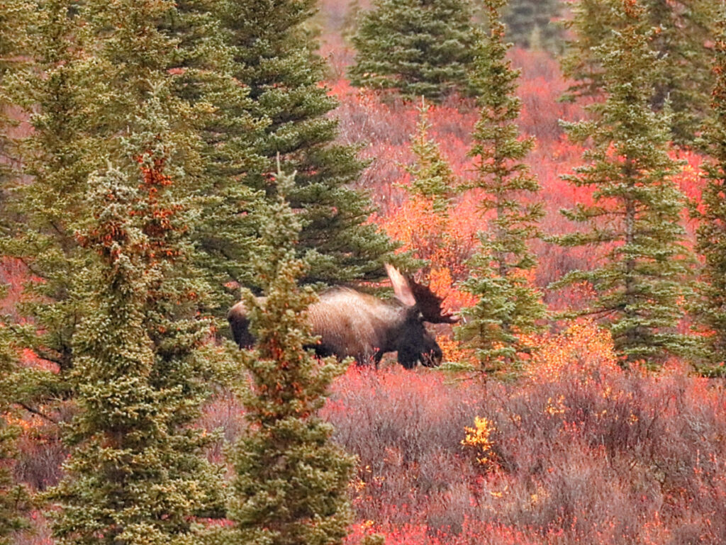 Moose and Fall Colors in Denali National Park Alaska