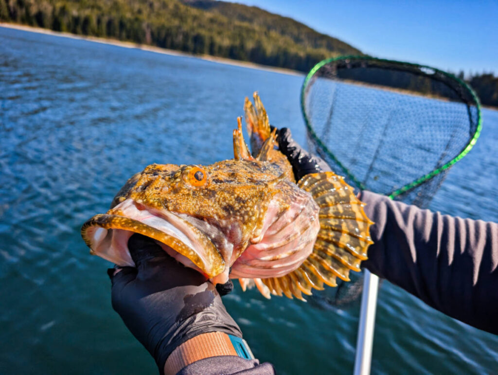 Quilback Sculpin while fishing from Mist Cove sailing with the Boat Company Southeast Alaska