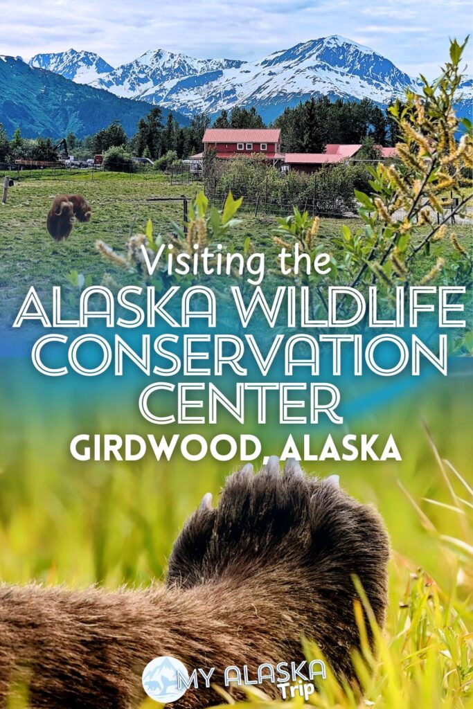 Visiting the Alaska Wildlife Conservation Center is an easy, fun activity to add to a trip to Anchorage or Seward. An animal sanctuary full of native wildlife species, this is a great activity to ensure you get to see bears and moose in Alaska. See what to expect and how best to explore (on foot or by car?).