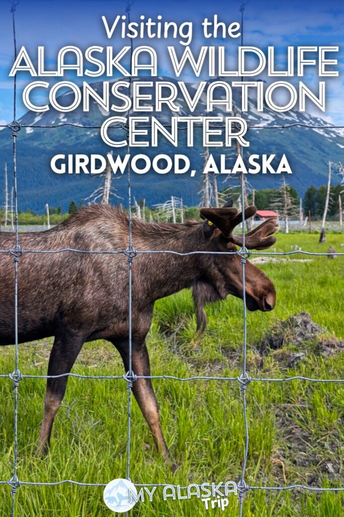 Visiting the Alaska Wildlife Conservation Center is an easy, fun activity to add to a trip to Anchorage or Seward. An animal sanctuary full of native wildlife species, this is a great activity to ensure you get to see bears and moose in Alaska. See what to expect and how best to explore (on foot or by car?).