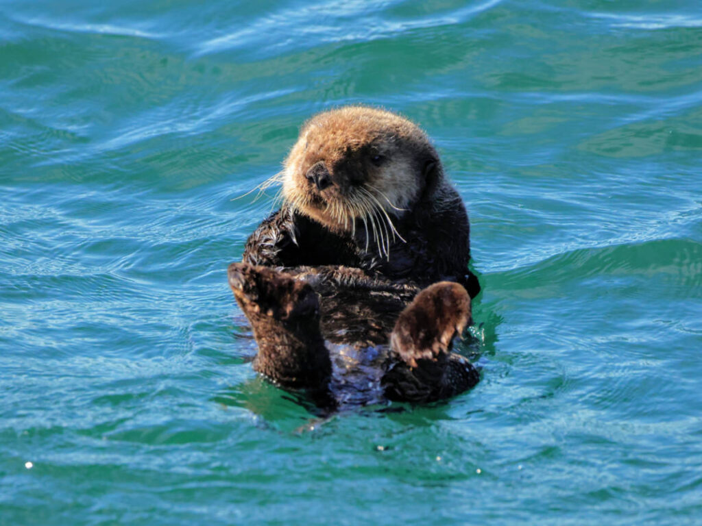 Sea Otter on Glacier Bay National Park Boat Tour Gustavus Alaska