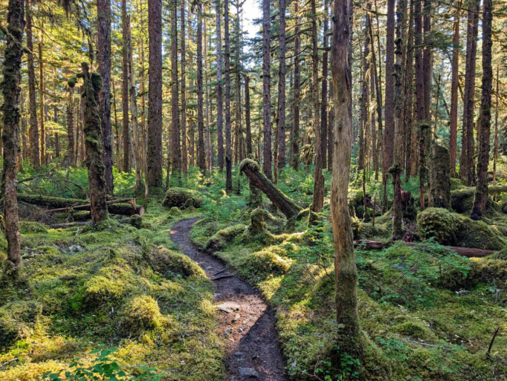 Bartlett River Trail in Glacier Bay National Park Gustavus Alaska