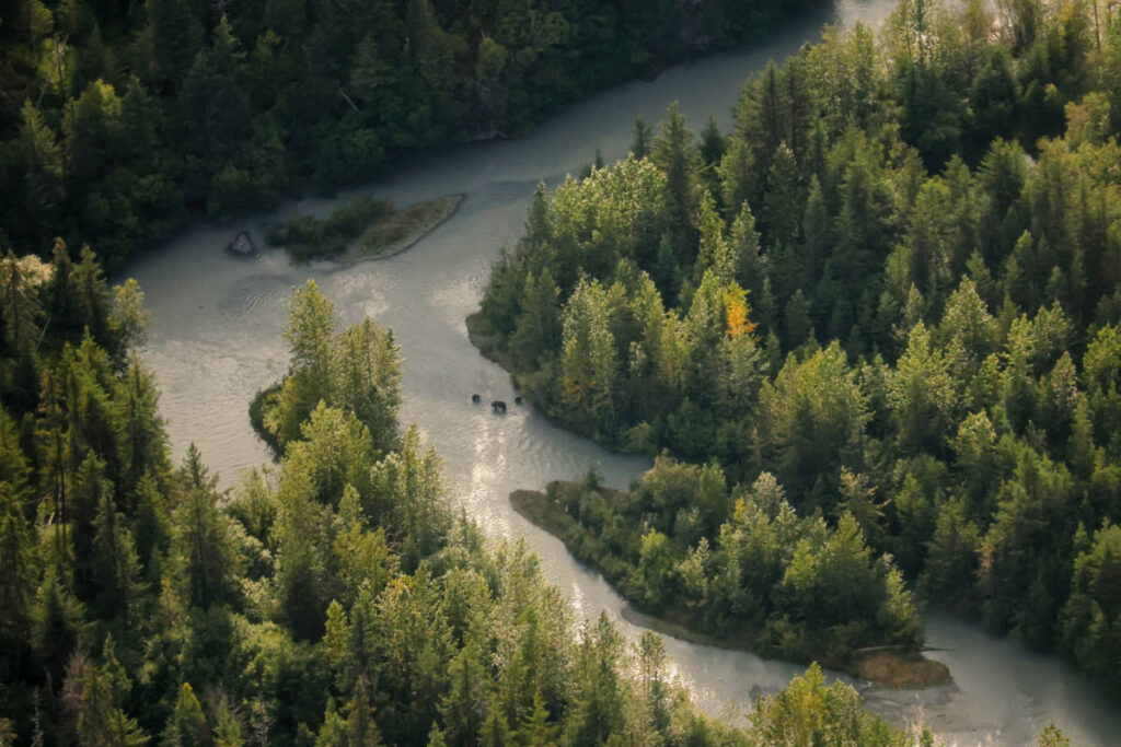 Bears in River while Flightseeing over Kachemak Bay with Beryl Air Homer Alaska