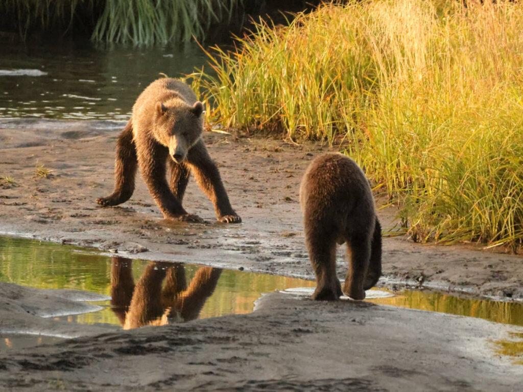 Brown Bear Family in Grass on Kodiak Island Alaska