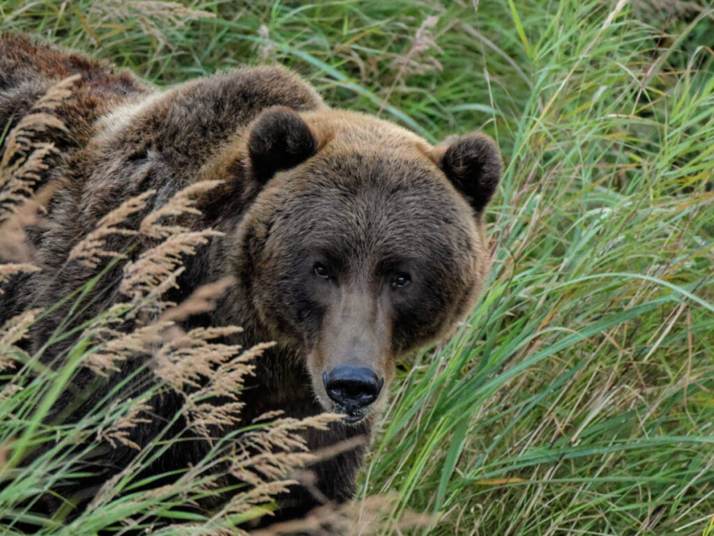 Brown Bear at Womens Bay in Kodiak Alaska