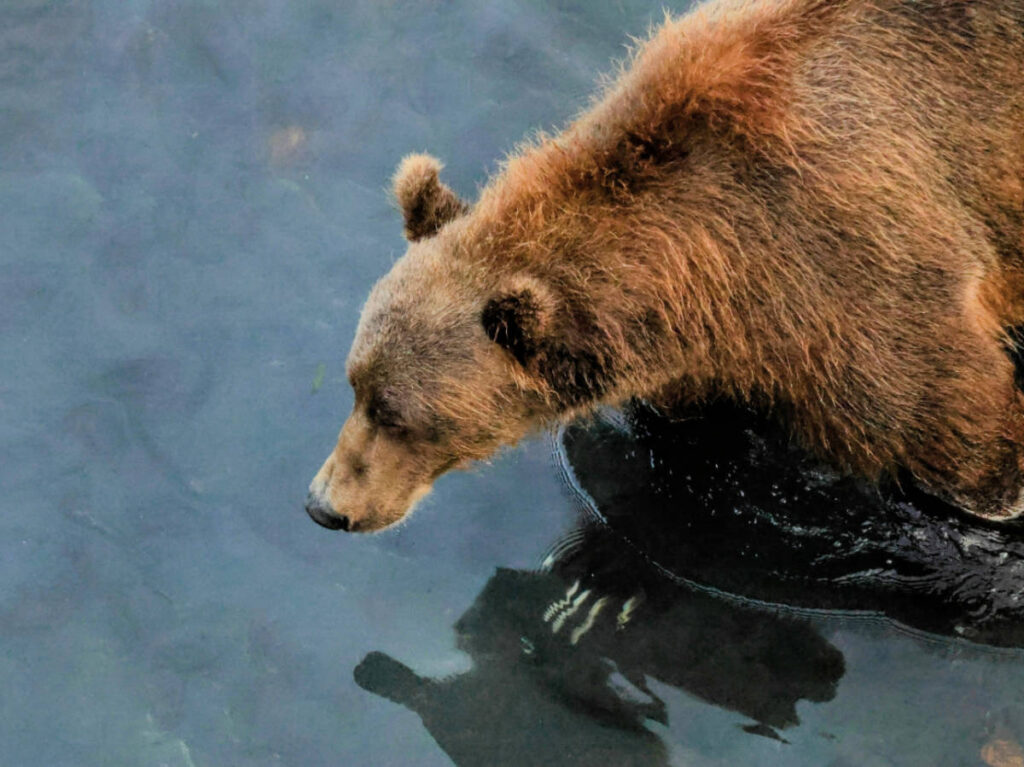 Brown Bear in River on Kodiak Island Alaska