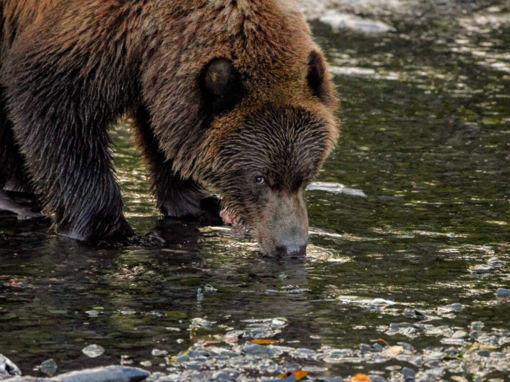 Brown Bears in Bushkin River in Kodiak Alaska
