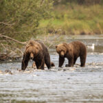 Brown Bears in Bushkin River on Kodiak Island Alaska
