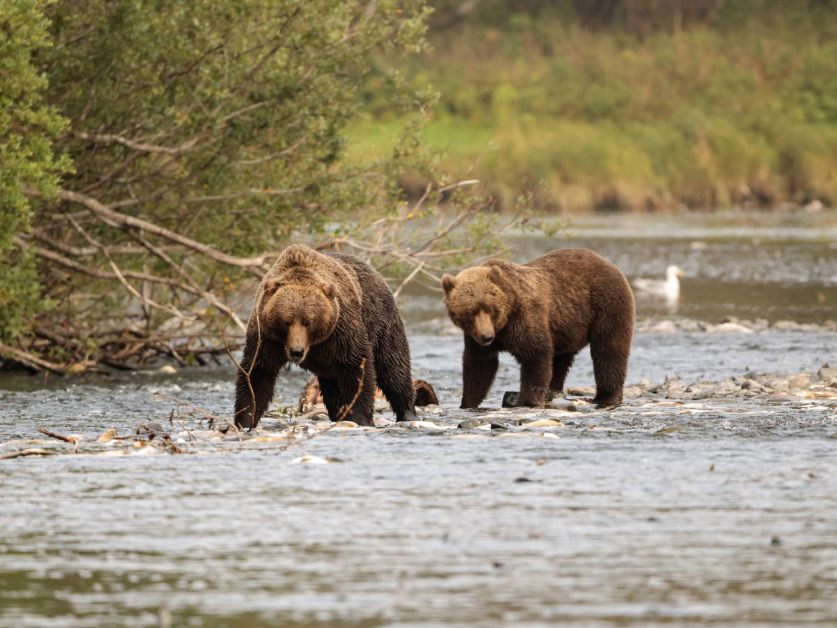 Brown Bears in Bushkin River on Kodiak Island Alaska