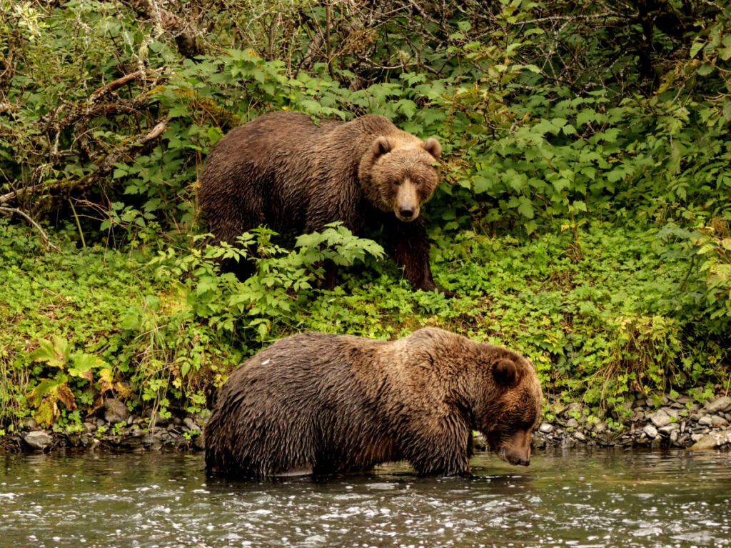 Brown Bears in Bushkin River on Kodiak Island Alaska