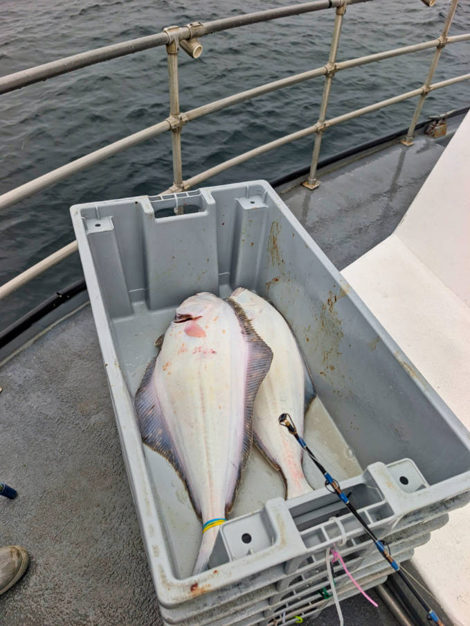 Halibut Fishing with Inlet Charters Homer Alaska