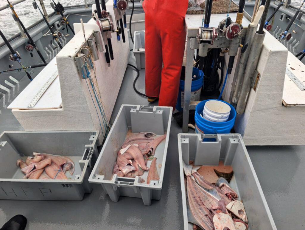 Halibut Fishing with Inlet Charters Homer Alaska