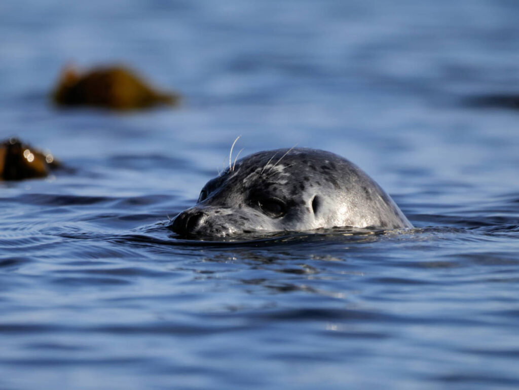 Harbor Seal with Kayaking Kodaik Alaska