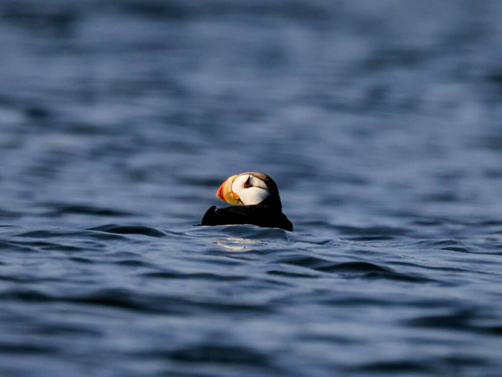 Horned Puffin with Kayaking Kodaik Alaska