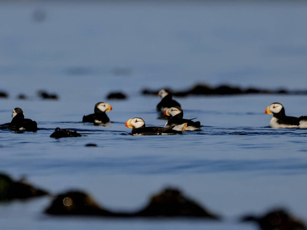 Horned Puffins with Kayaking Kodaik Alaska