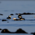 Horned Puffins with Kayaking Kodaik Alaska