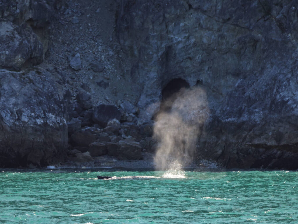 Humpback Whale Spout in Glacier Bay National Park Alaska