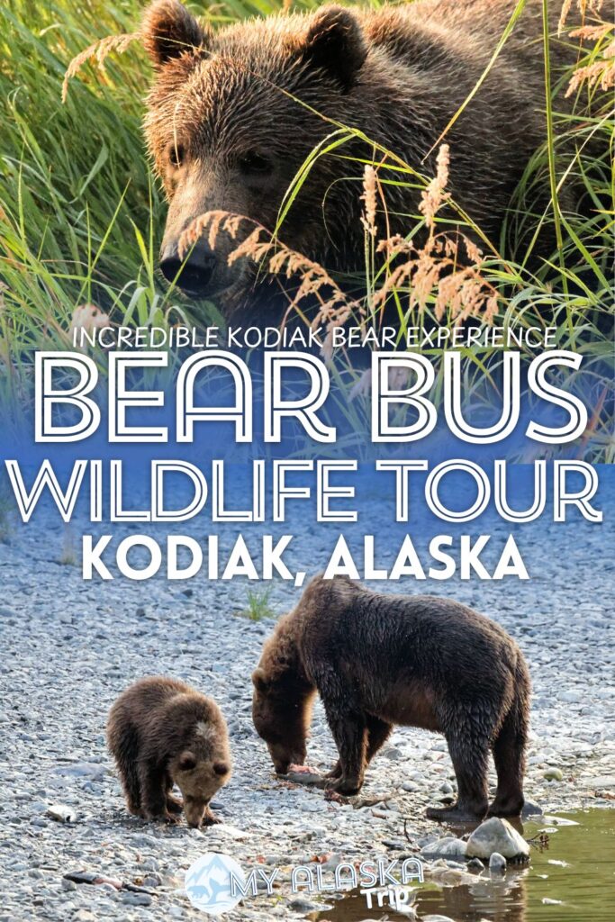 Seeing Kodiak bears is an Alaska bucket list experience. The Bear Bus is an affordable, fun way to get to where the bears are and watch them in their natural habitat safely with a guide. See what you can expect and how to add a day with the Bear Bus on your trip to Kodiak, Alaska.