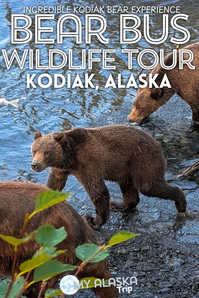 Seeing Kodiak bears is an Alaska bucket list experience. The Bear Bus is an affordable, fun way to get to where the bears are and watch them in their natural habitat safely with a guide. See what you can expect and how to add a day with the Bear Bus on your trip to Kodiak, Alaska.