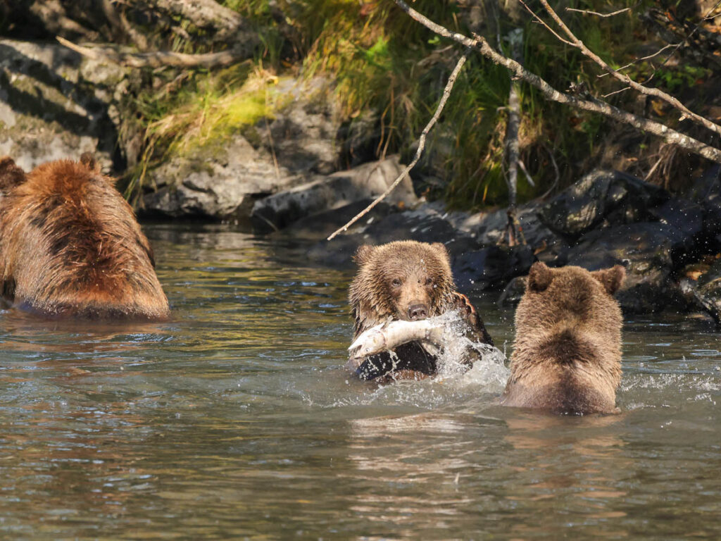 Kodiak Brown Bears in Russian River at Womens Bay Kodiak Alaska