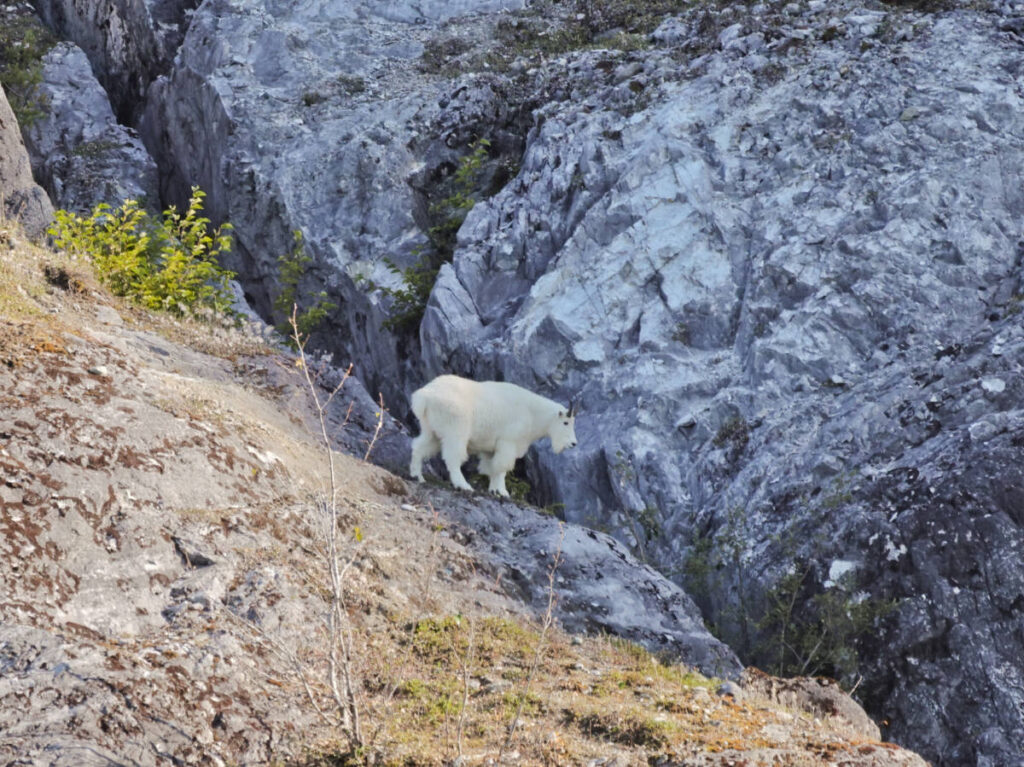 Mountain Goat in Glacier Bay National Park Alaska