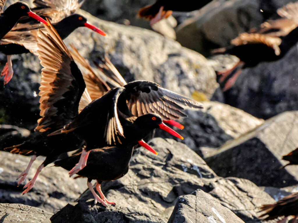Oyster Catchers on Rocks with Kayaking Kodaik Alaska