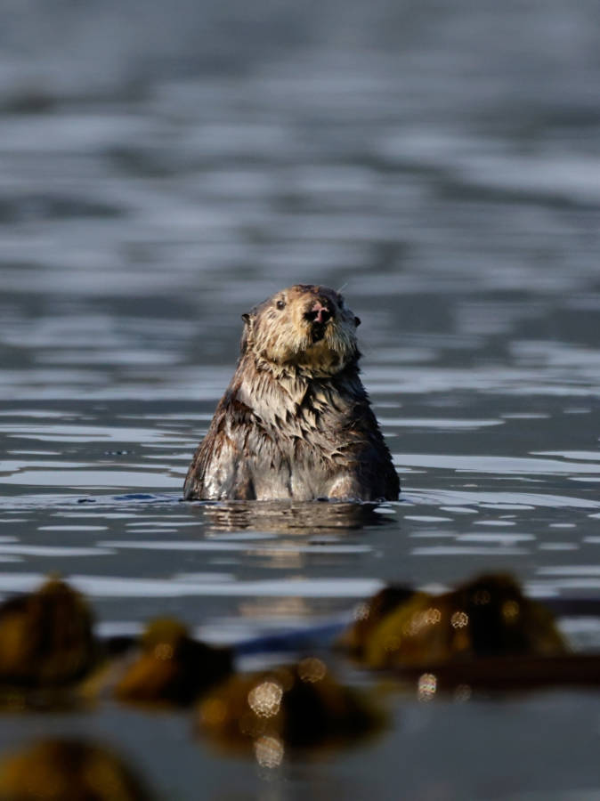 Sea Otter with Kayaking Kodaik Alaska