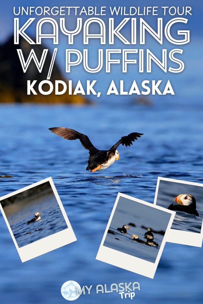 Kayaking with puffins needs to be on your plans for seeing wildlife in Alaska. Kayaking Kodiak is a great way to get on the water with both horned and tufted puffins, sea otters, seals and more. See how you can add this to your trip to Alaska and why it's worth planning an adventure to Kodiak.